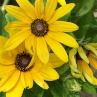 Rudbeckia Rudbeckia Black Eyed Susan